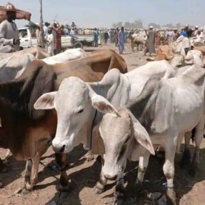 Sarduana Cow for Sale