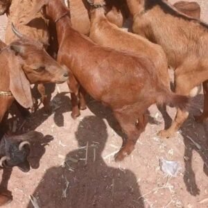 Sarduana LG Goat for Sale
