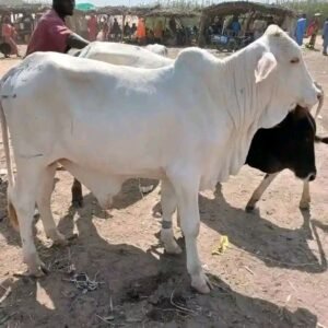 Mambilla Highland Cows – Nguroje Monday Market